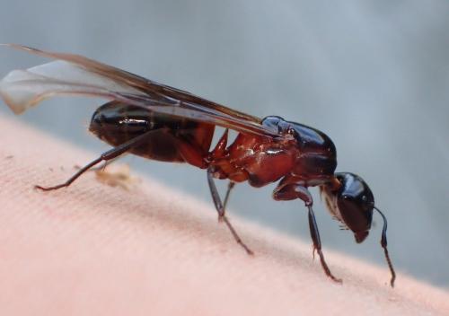 Réf. 267 791 : Camponotus ligniperda